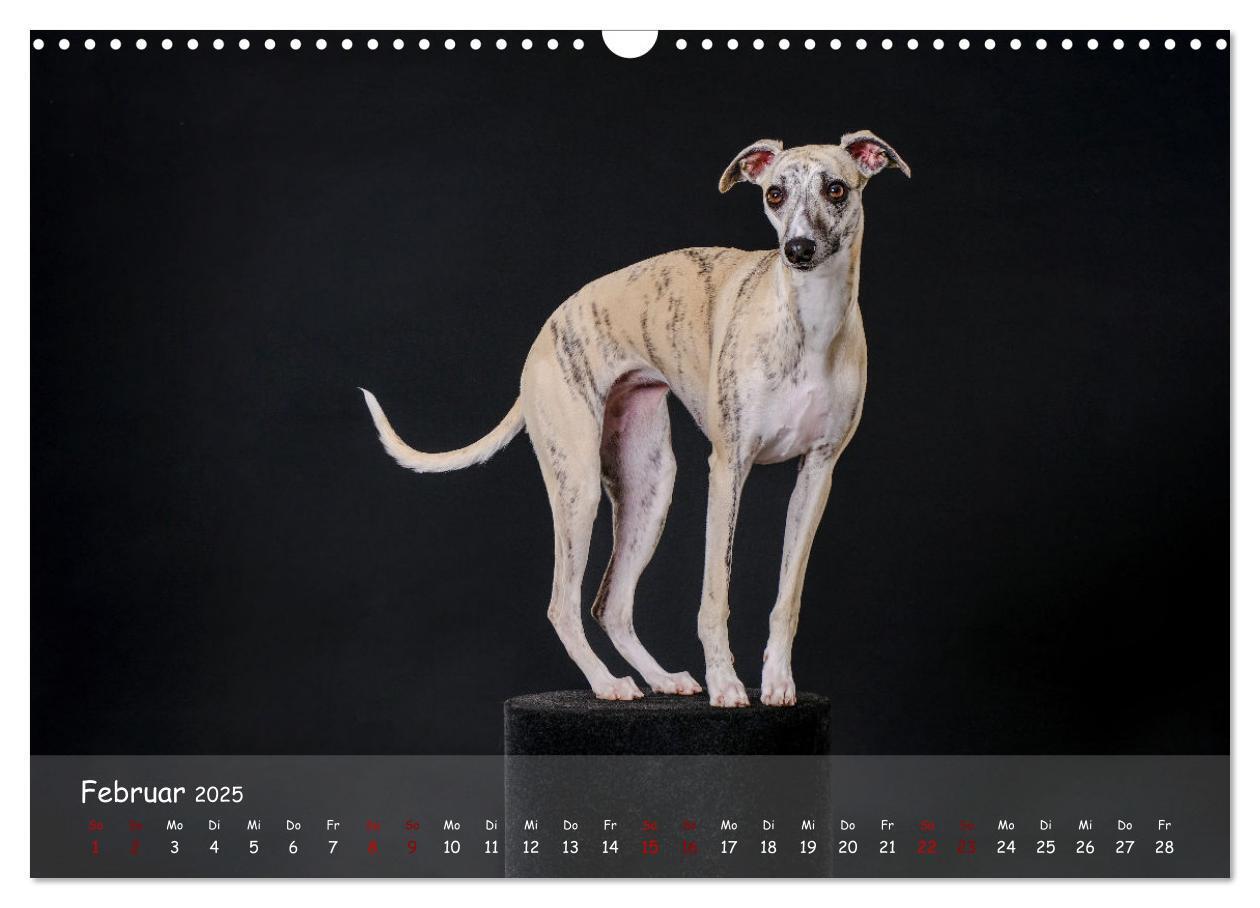 Bild: 9783383889783 | Whippets - Seelenhunde fürs Leben (Wandkalender 2025 DIN A3 quer),...