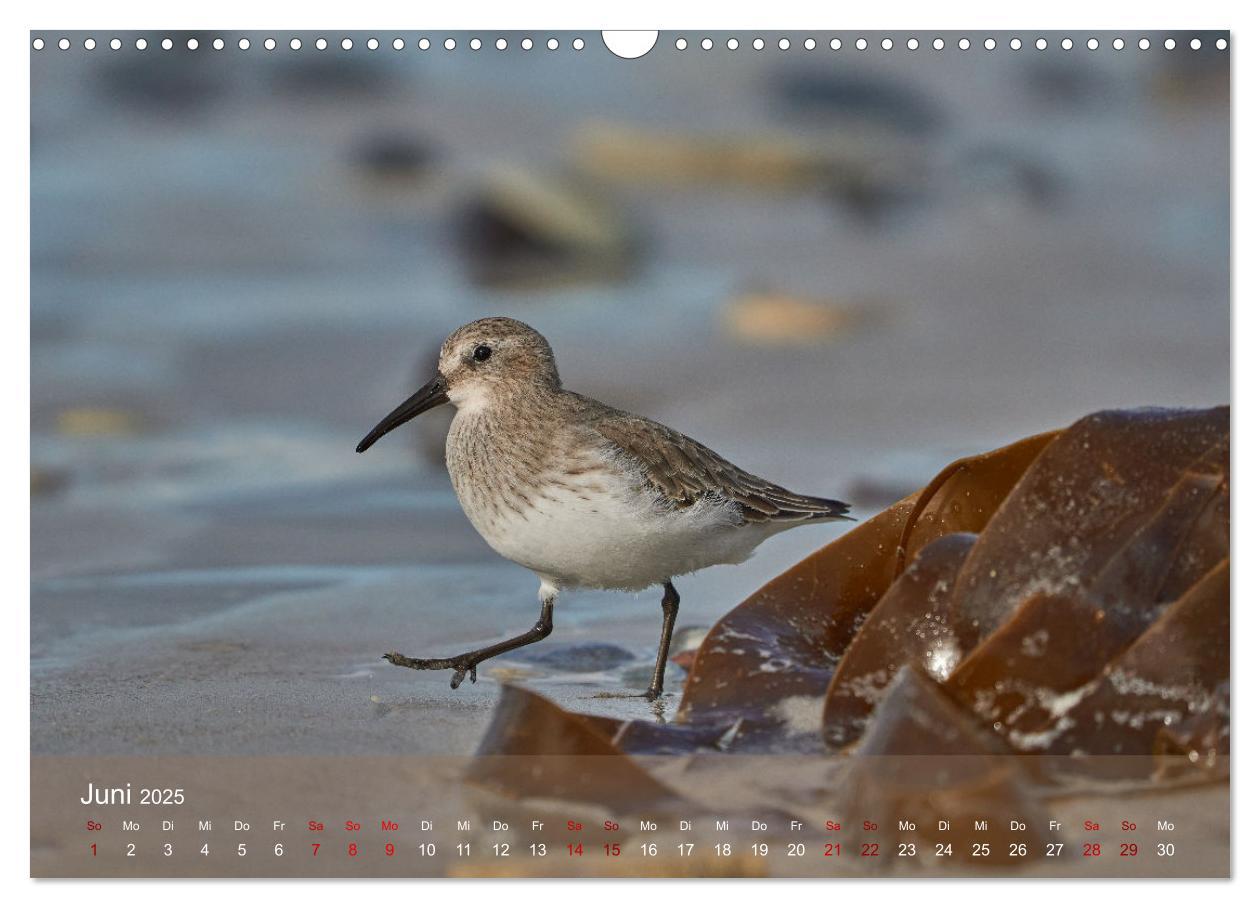 Bild: 9783435020676 | Vögel an Deutschlands Küsten (Wandkalender 2025 DIN A3 quer),...