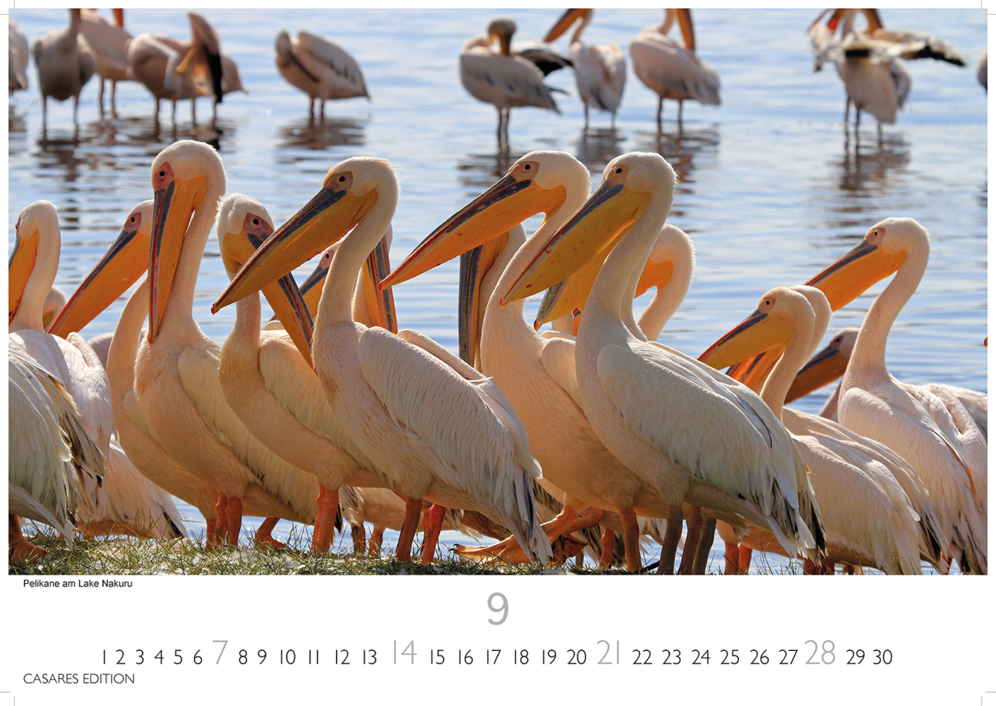 Bild: 9781835240601 | Kenia/Serengeti 2025 L 35x50cm | Kalender | 14 S. | Deutsch | 2025