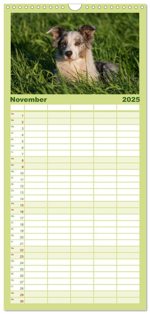 Bild: 9783457110454 | Familienplaner 2025 - Border Collies mit 5 Spalten (Wandkalender,...