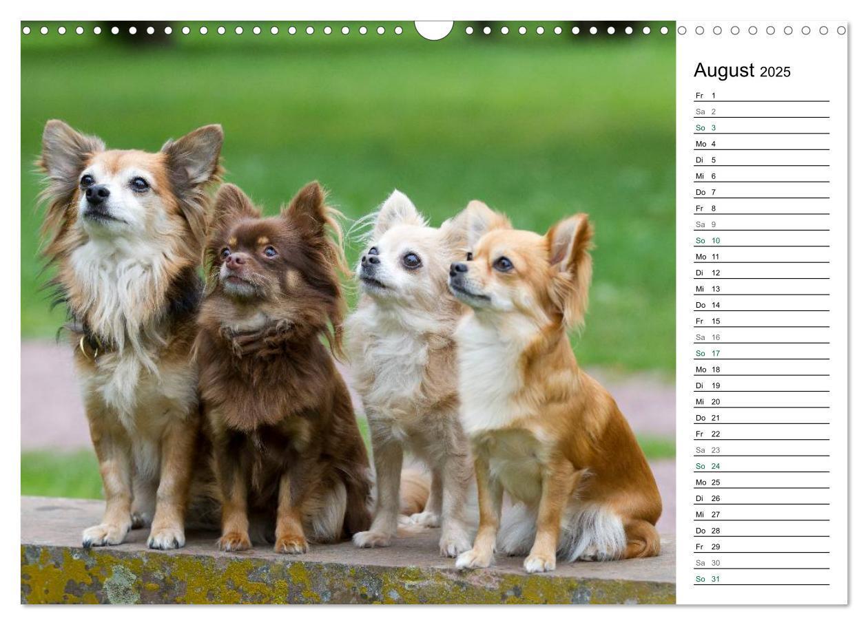 Bild: 9783435556786 | Chihuahuas - kleine Herzensbrecher (Wandkalender 2025 DIN A3 quer),...