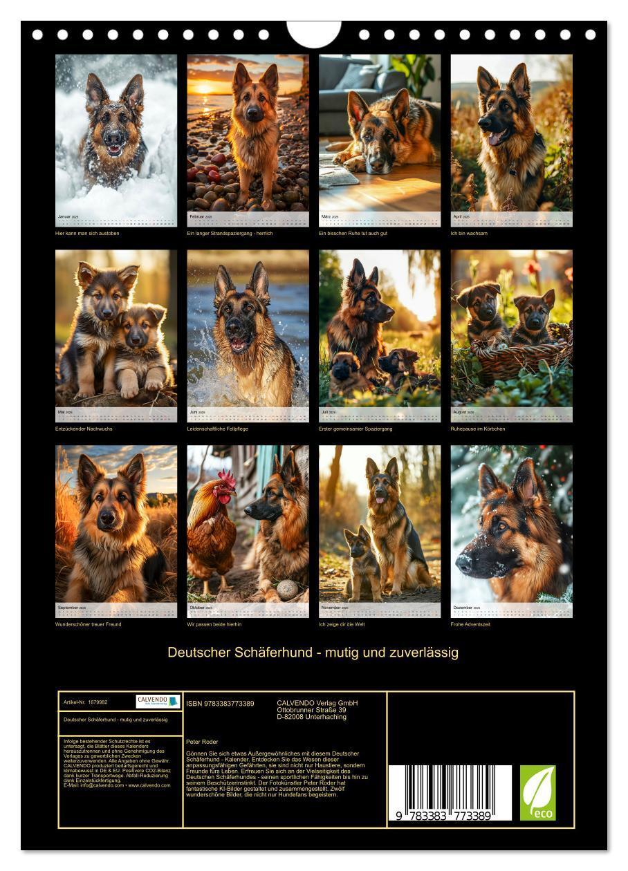 Bild: 9783383773389 | Deutscher Schäferhund - mutig und zuverlässig (Wandkalender 2025...