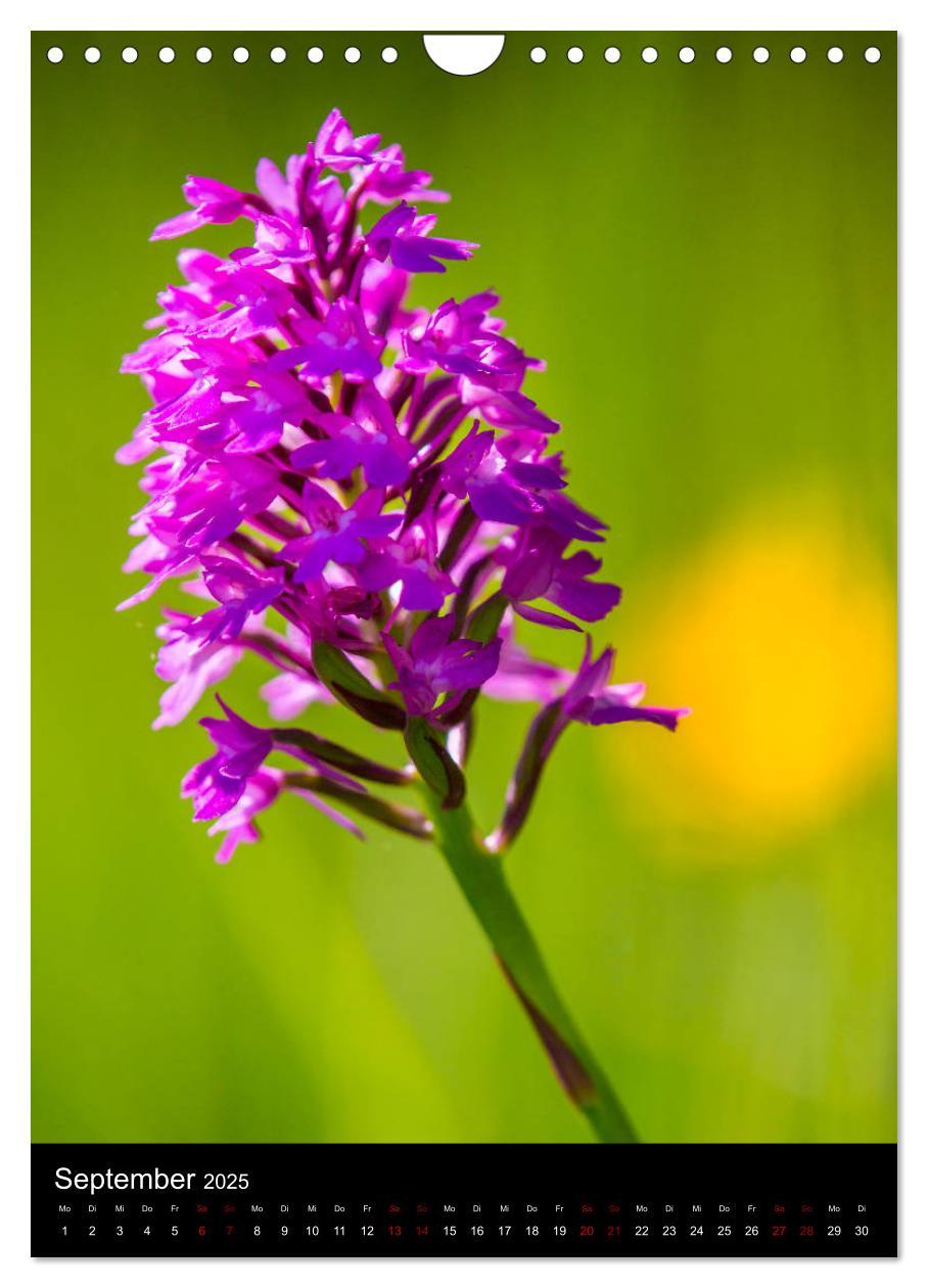 Bild: 9783435988341 | Im richtigen Licht: Wilde Orchideen in Südbayern (Wandkalender 2025...