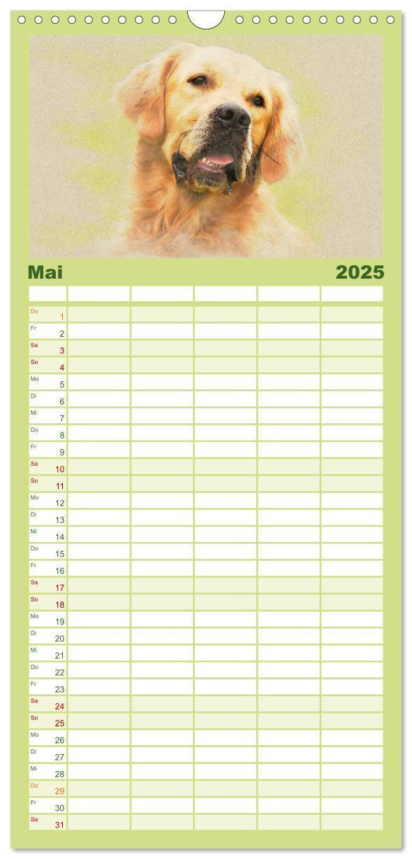 Bild: 9783457117880 | Familienplaner 2025 - Golden Retriever mit 5 Spalten (Wandkalender,...