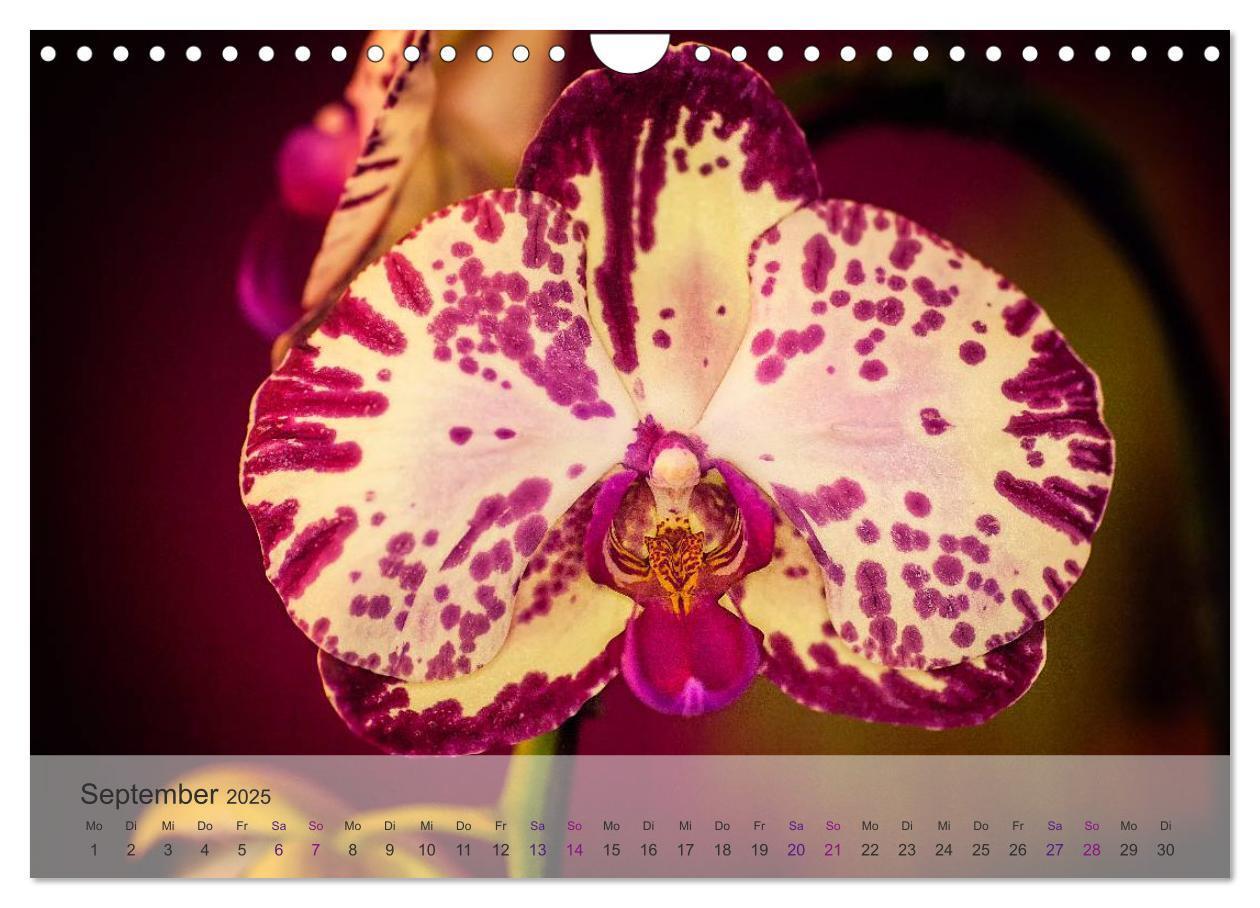 Bild: 9783435689750 | Phalaenopsis - die zauberhafte Welt der Orchideen (Wandkalender...