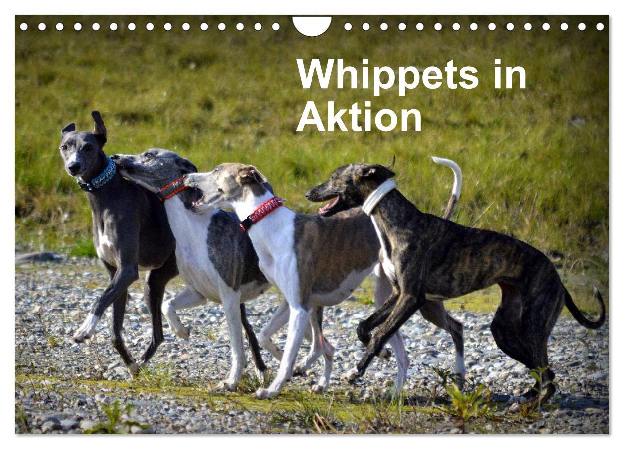 Cover: 9783435634910 | Whippets in Aktion (Wandkalender 2025 DIN A4 quer), CALVENDO...