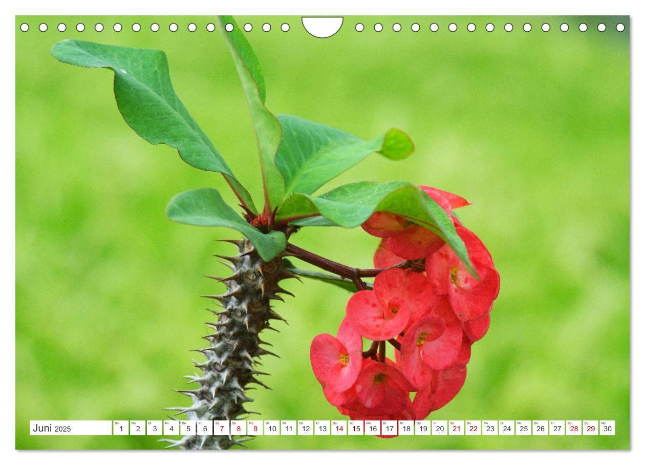 Bild: 9783435052356 | Asiatische Blumenpracht (Wandkalender 2025 DIN A4 quer), CALVENDO...