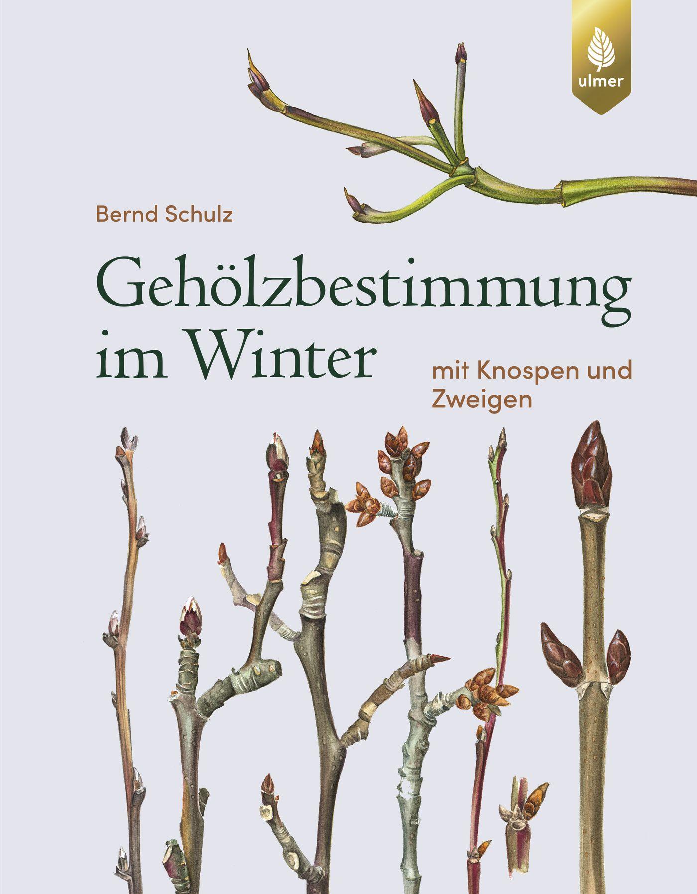 Cover: 9783818611385 | Gehölzbestimmung im Winter | mit Knospen und Zweigen | Bernd Schulz