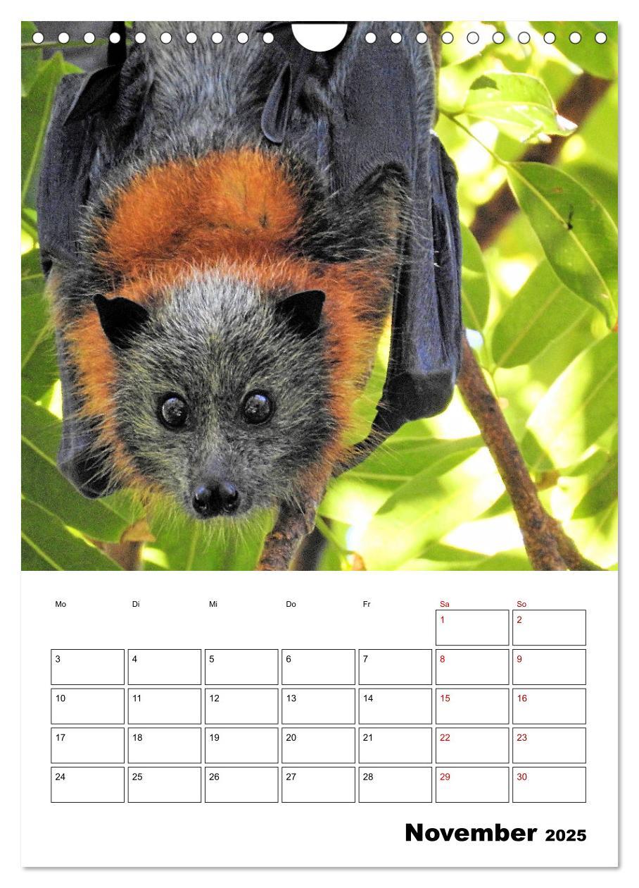 Bild: 9783435932603 | Australiens faszinierende Tierwelt (Wandkalender 2025 DIN A4 hoch),...