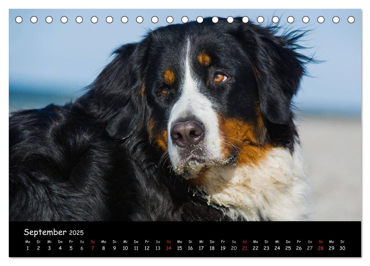 Bild: 9783435769643 | Berner Sennenhund 2025 (Tischkalender 2025 DIN A5 quer), CALVENDO...