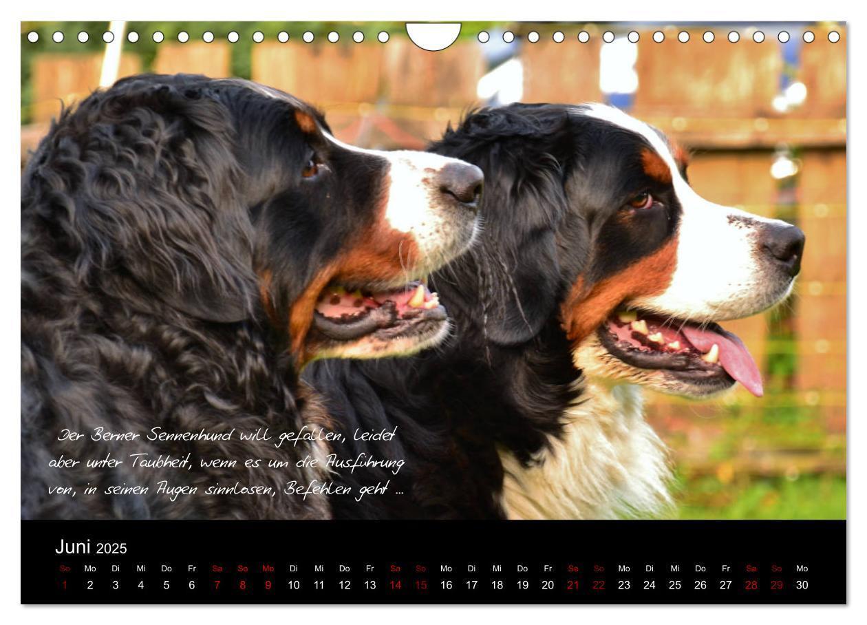 Bild: 9783435403431 | So ist er. Der Berner Sennenhund (Wandkalender 2025 DIN A4 quer),...