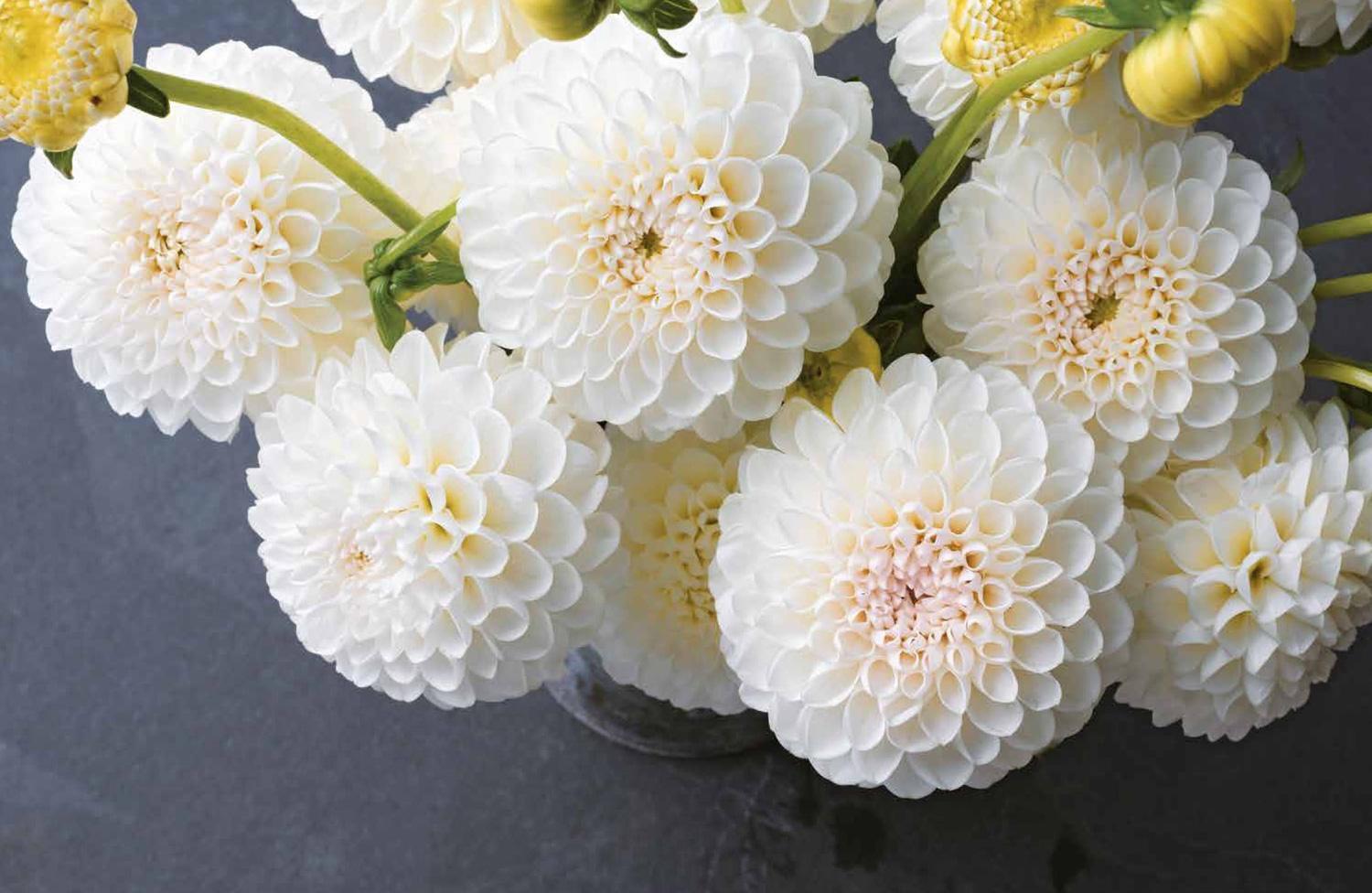 Bild: 9781911595250 | Dahlias | Beautiful varieties for home and garden | Lane (u. a.)