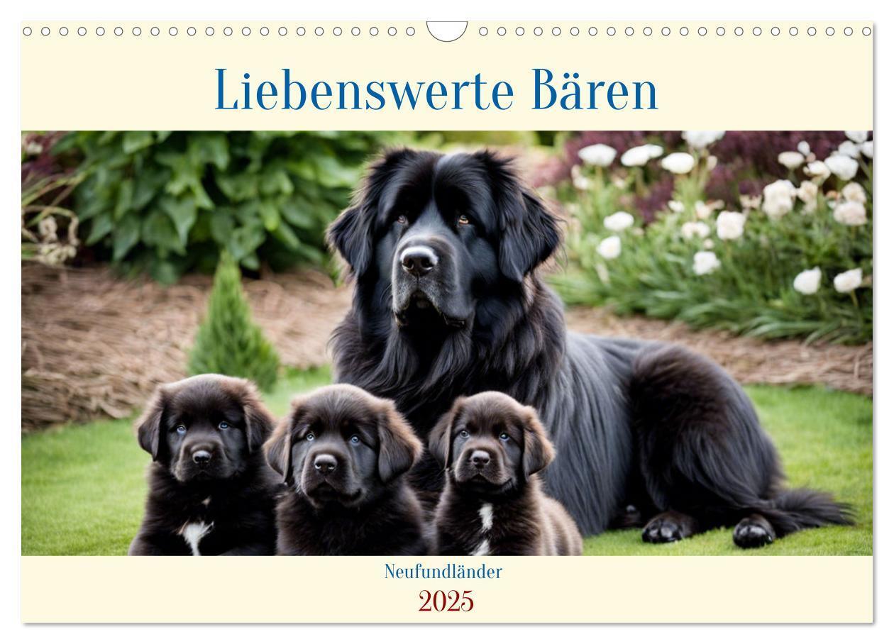 Cover: 9783383816833 | Neufundländer - Liebenswerte Bären (Wandkalender 2025 DIN A3 quer),...