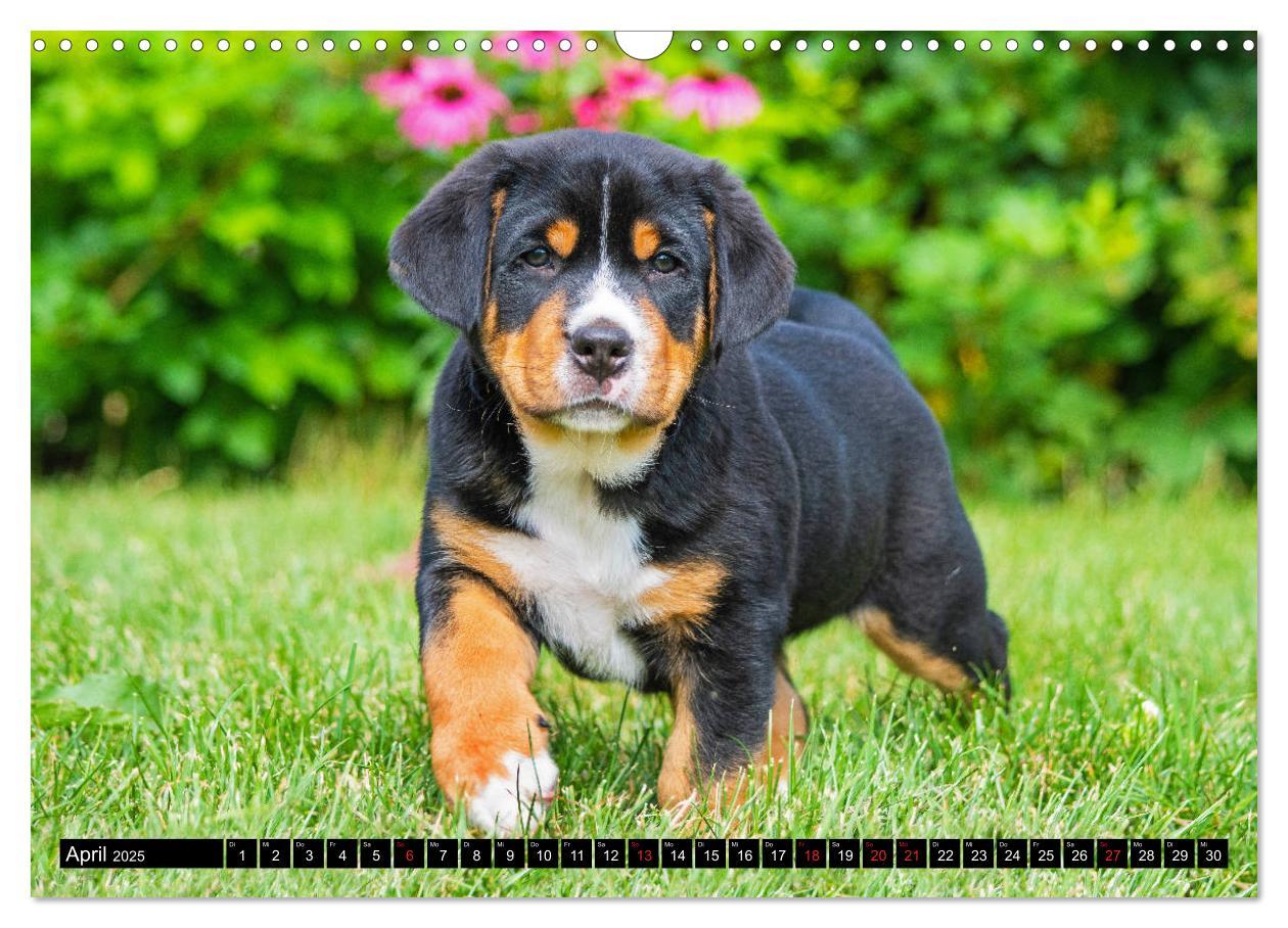 Bild: 9783435209033 | Ein Hund zum Verlieben - Großer Schweizer Sennenhund (Wandkalender...