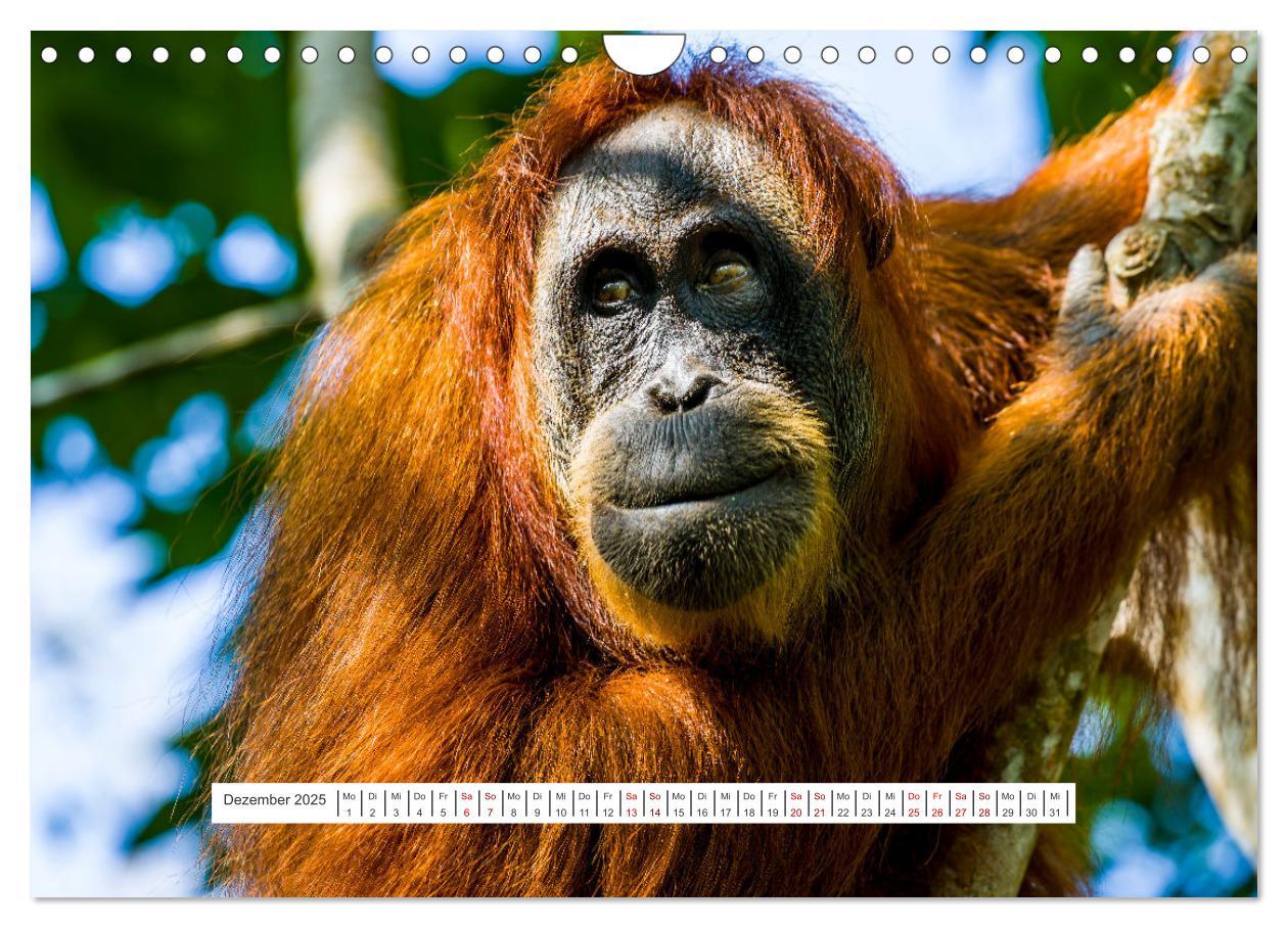 Bild: 9783457150726 | Gunung Leuser Nationalpark und seine Orang Utans (Wandkalender 2025...