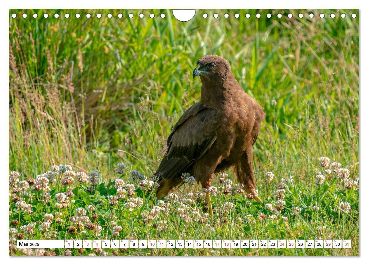 Bild: 9783435111367 | Heimische GREIFVÖGEL Adler Milan Bussard Weihe Sperber...