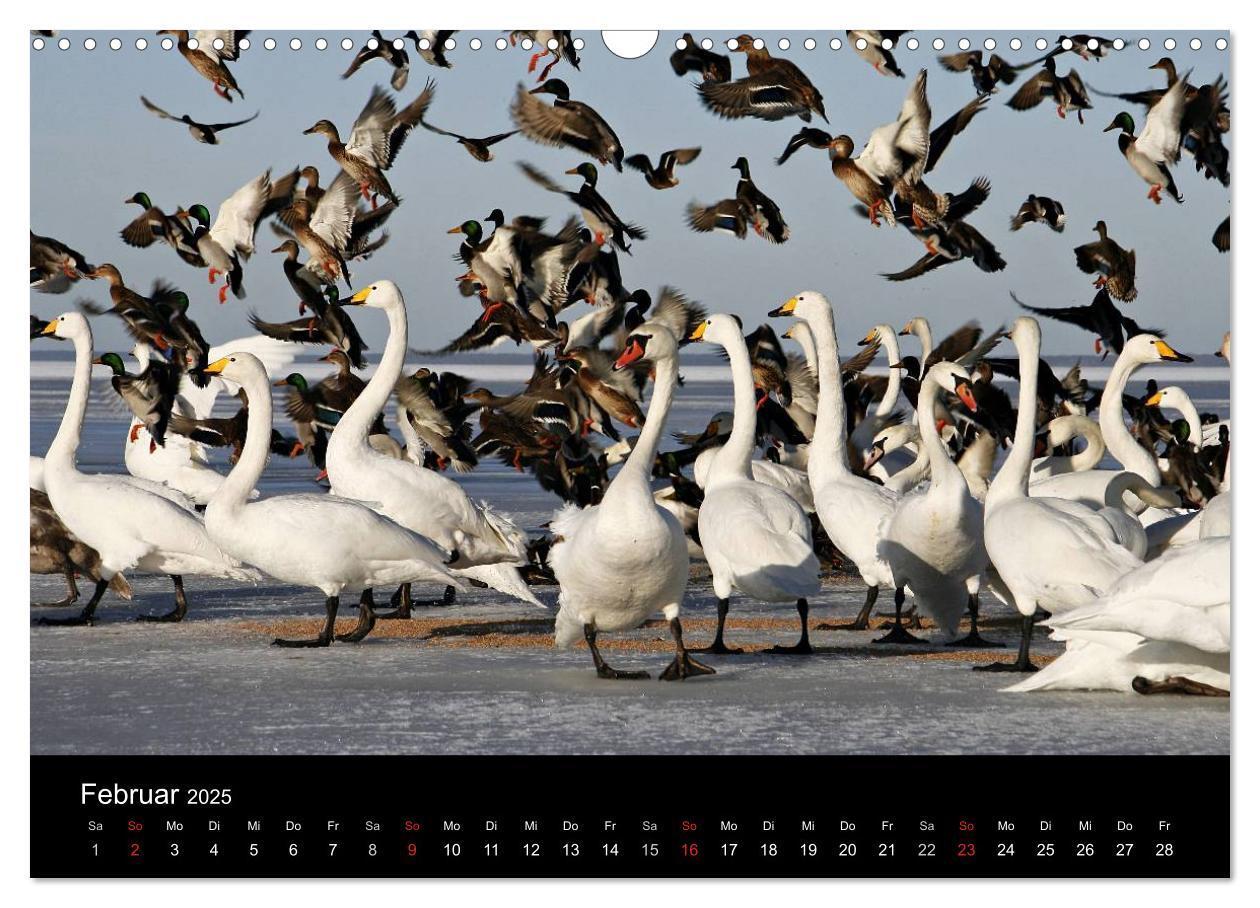 Bild: 9783435825325 | Rügen (Wandkalender 2025 DIN A3 quer), CALVENDO Monatskalender | 2025