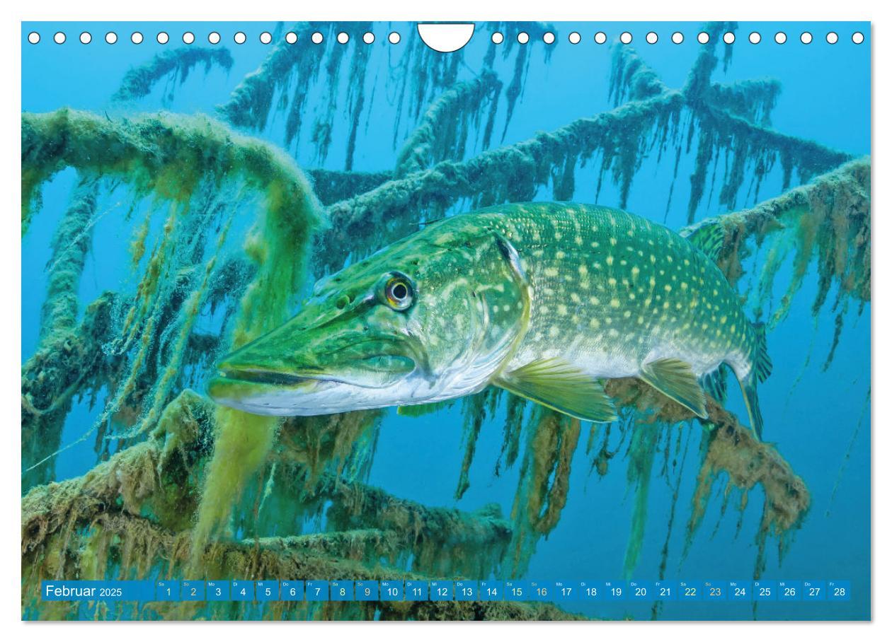 Bild: 9783383856891 | Fische in Teichen und Flüssen (Wandkalender 2025 DIN A4 quer),...