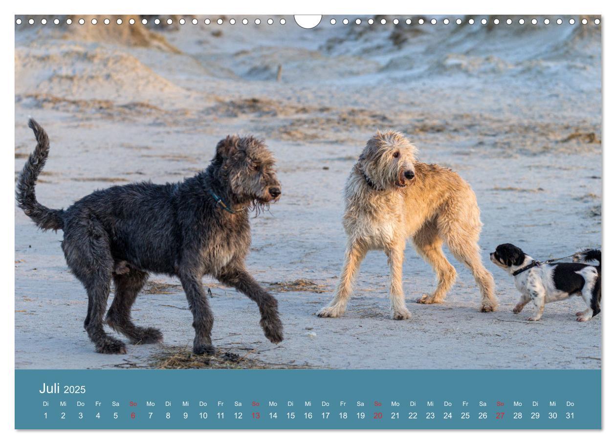 Bild: 9783435425181 | Irische Wolfshunde (Wandkalender 2025 DIN A3 quer), CALVENDO...