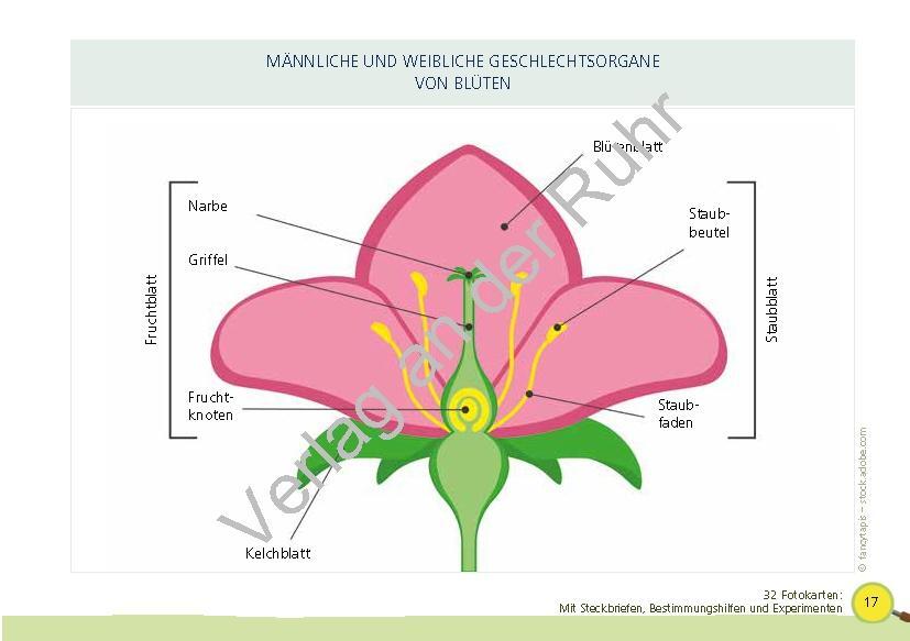 Bild: 9783834662101 | Paket: Heimische Bäume | Corinna Weinert (u. a.) | Taschenbuch | 2022