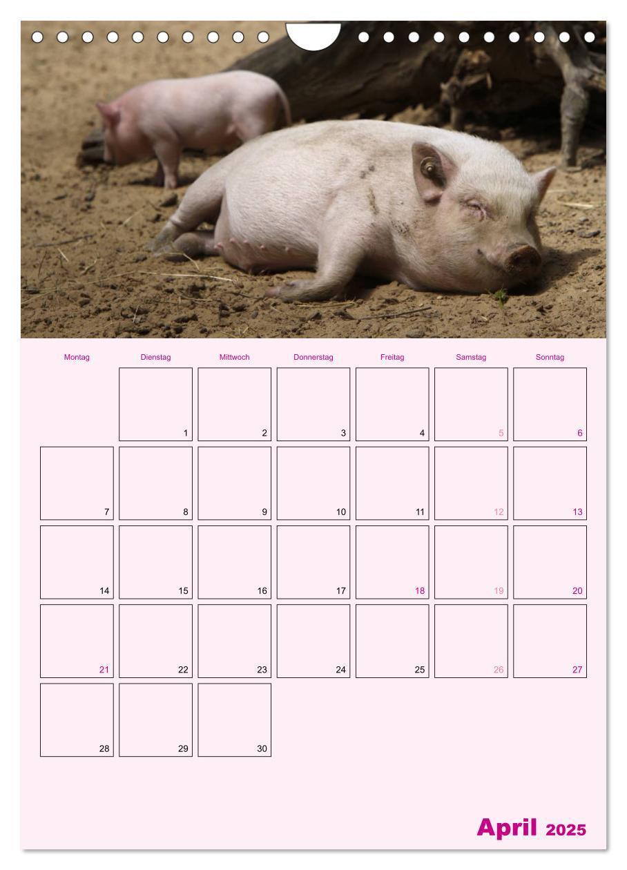 Bild: 9783457077214 | Schweinischer Terminplaner (Wandkalender 2025 DIN A4 hoch),...