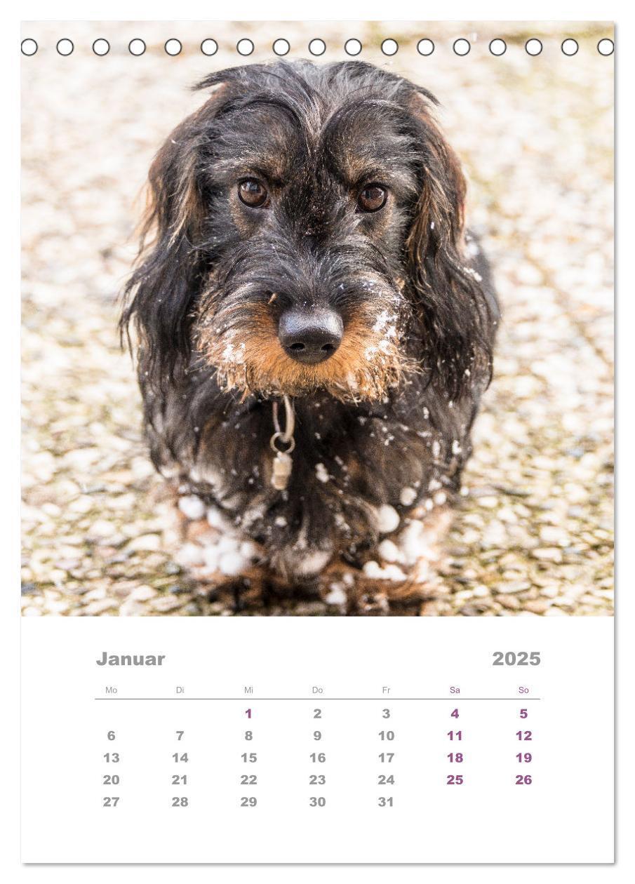 Bild: 9783435891993 | Dackel(augen)blicke (Tischkalender 2025 DIN A5 hoch), CALVENDO...