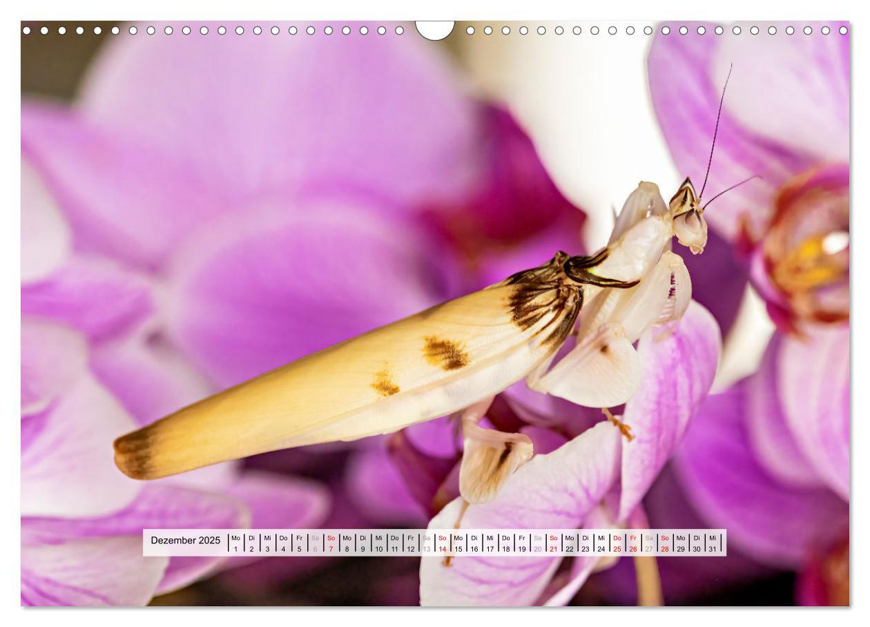 Bild: 9783457149959 | Die Orchideen Gottesanbeterin (Wandkalender 2025 DIN A3 quer),...