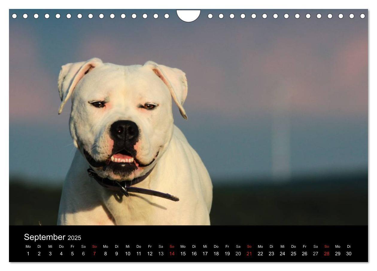 Bild: 9783435656707 | American Bulldog - stolz, loyal, einzigartig (Wandkalender 2025 DIN...