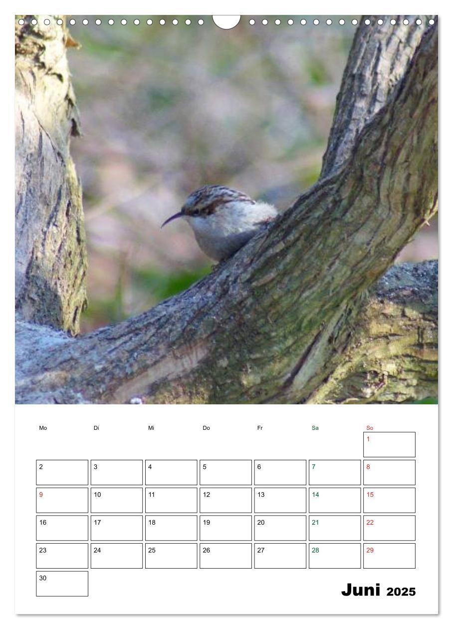 Bild: 9783457079669 | Heimische Singvögel (Wandkalender 2025 DIN A3 hoch), CALVENDO...