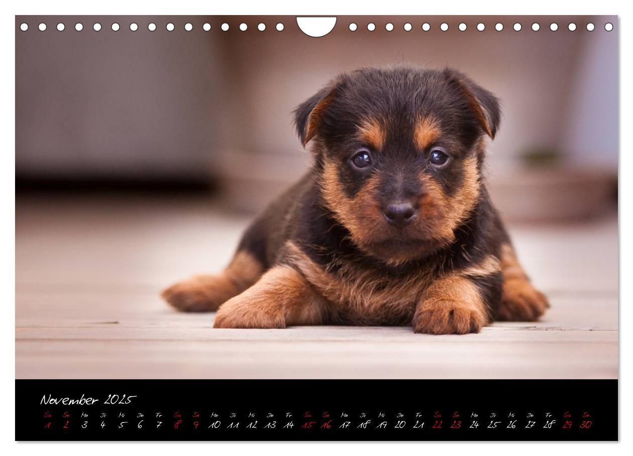 Bild: 9783435662555 | Australian Terrier Welpen (Wandkalender 2025 DIN A4 quer), CALVENDO...