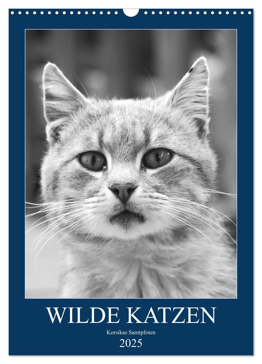 Cover: 9783435964864 | Wilde Katzen - Korsikas Samtpfoten (Wandkalender 2025 DIN A3 hoch),...