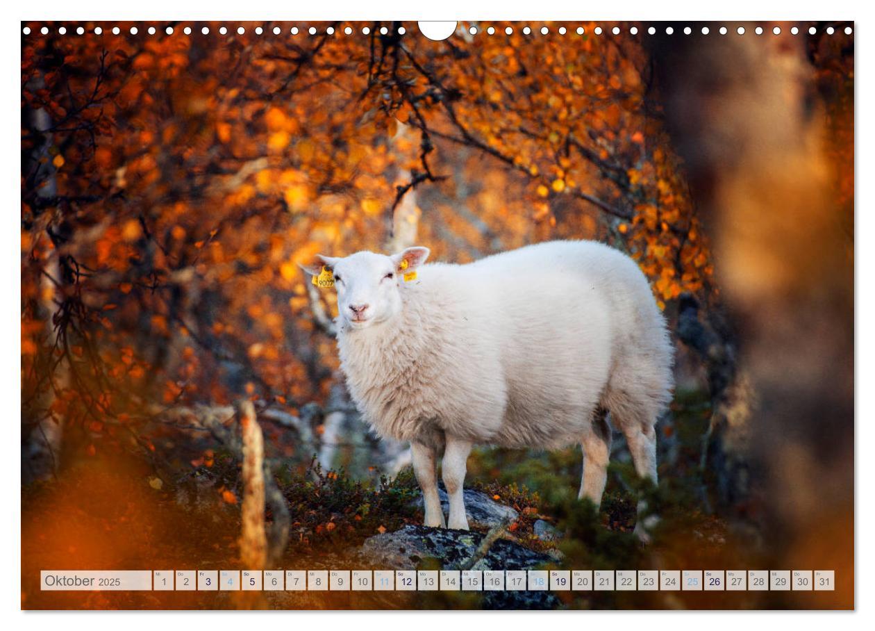 Bild: 9783435185009 | Schafe - Raues Wetter, weiche Wolle (Wandkalender 2025 DIN A3...