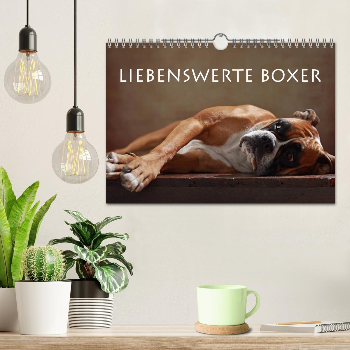 Bild: 9783435436675 | Liebenswerte Boxer (Wandkalender 2025 DIN A4 quer), CALVENDO...