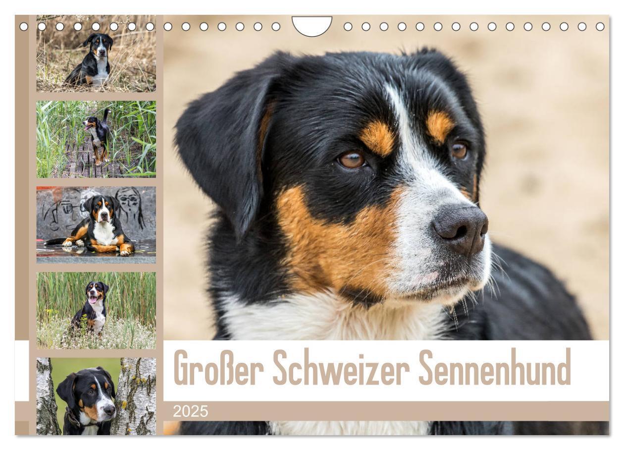 Cover: 9783435333349 | Großer Schweizer Sennenhund (Wandkalender 2025 DIN A4 quer),...