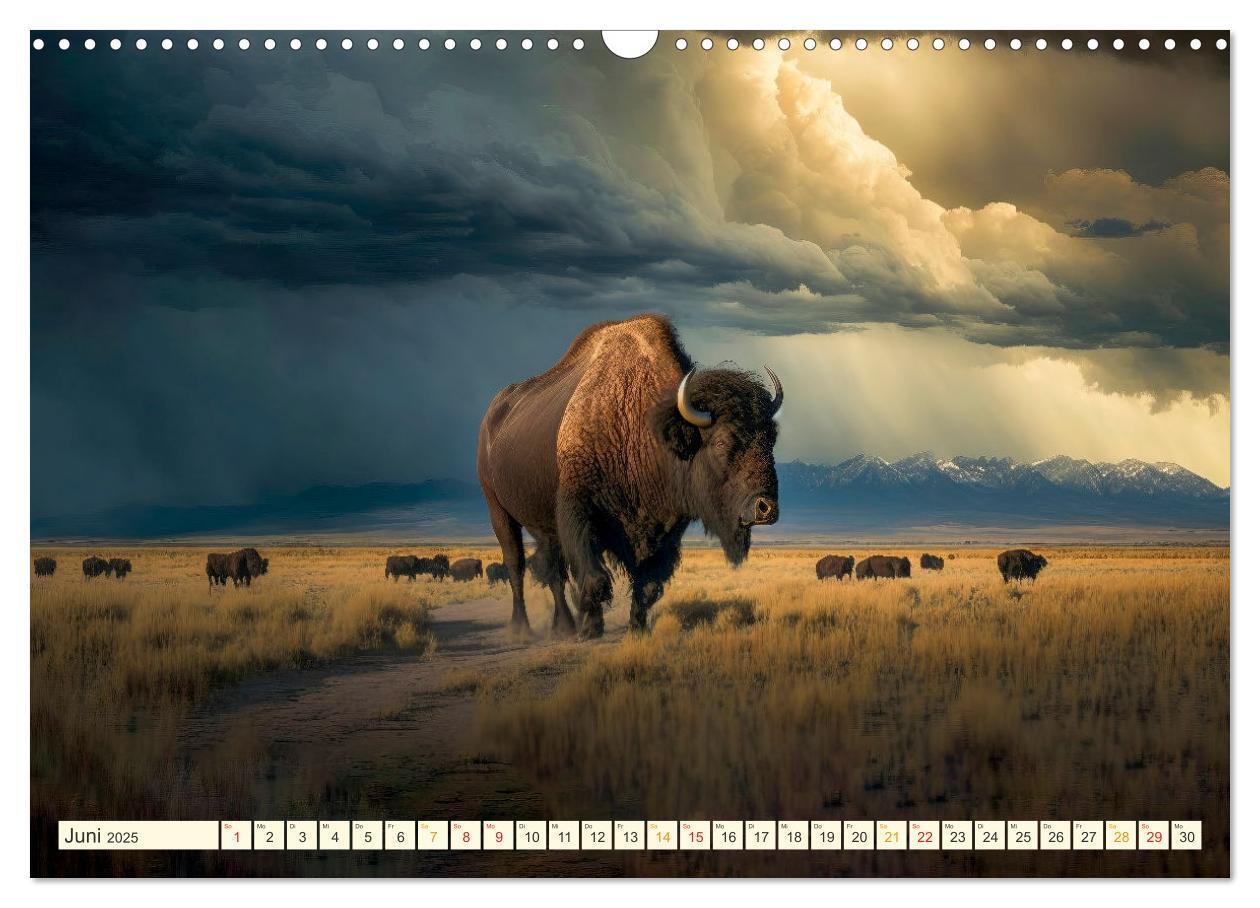 Bild: 9783383911859 | Amerikanischer Bison (Wandkalender 2025 DIN A3 quer), CALVENDO...