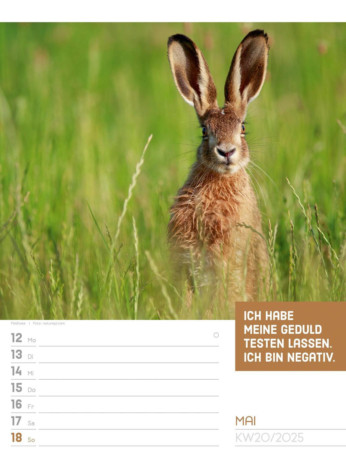 Bild: 9783838425962 | Tierisch! Sprüchekalender - Wochenplaner Kalender 2025 | Kunstverlag