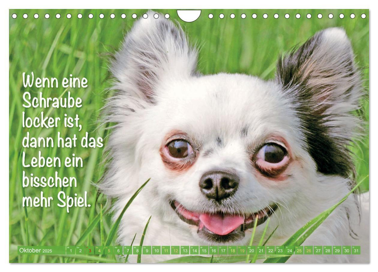 Bild: 9783457199787 | Chihuahua: Kleine Hunde, aber oho (Wandkalender 2025 DIN A4 quer),...