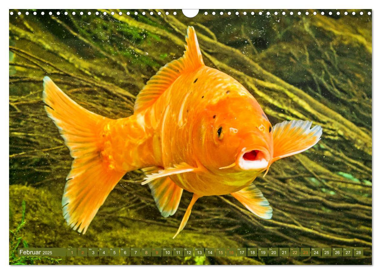 Bild: 9783435129263 | Koi: Juwelen im Teich (Wandkalender 2025 DIN A3 quer), CALVENDO...