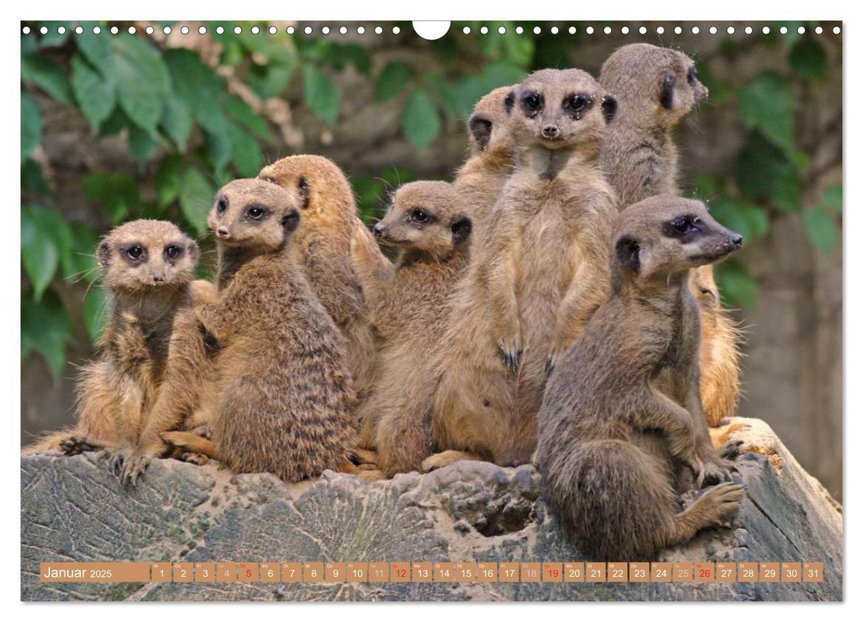 Bild: 9783435789436 | Erdmännchen Familienbande (Wandkalender 2025 DIN A3 quer), CALVENDO...