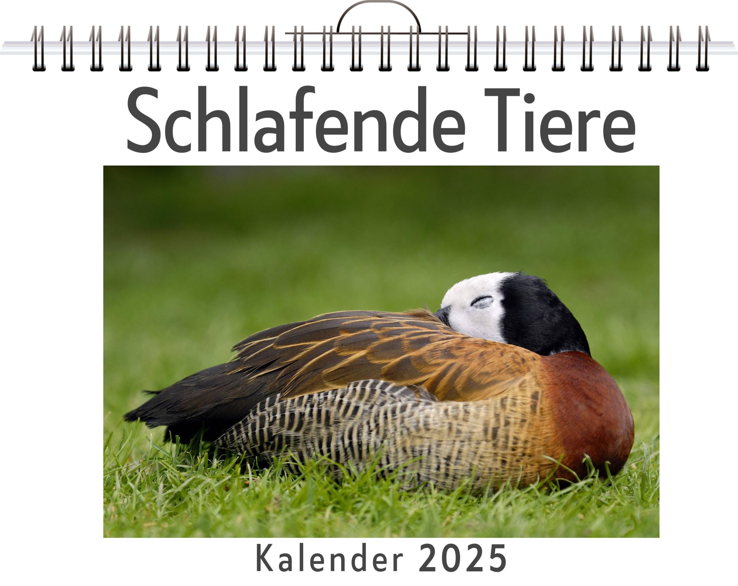 Cover: 9783759121936 | Schlafende Tiere - (Wandkalender 2025, Kalender DIN A4 quer,...