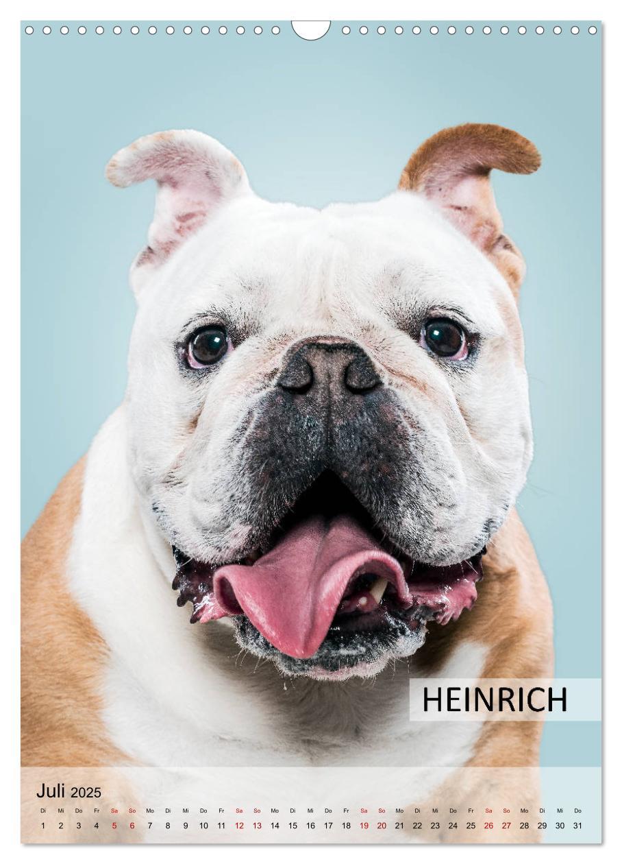 Bild: 9783435975143 | Hundekalender - Hunderassen im Portrait (Wandkalender 2025 DIN A3...