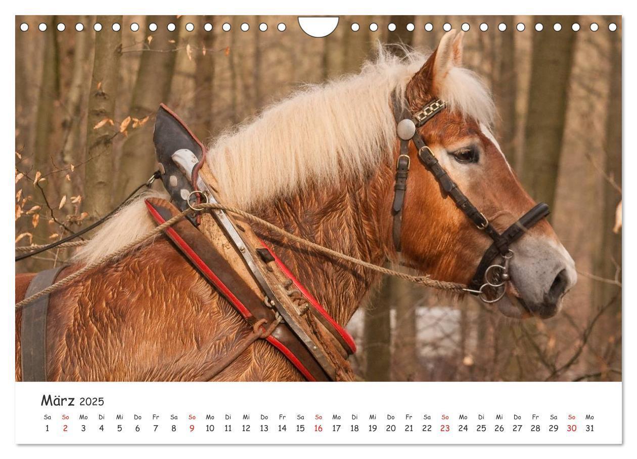 Bild: 9783435512775 | Kaltblut - schwere Pferde mit Herz (Wandkalender 2025 DIN A4 quer),...