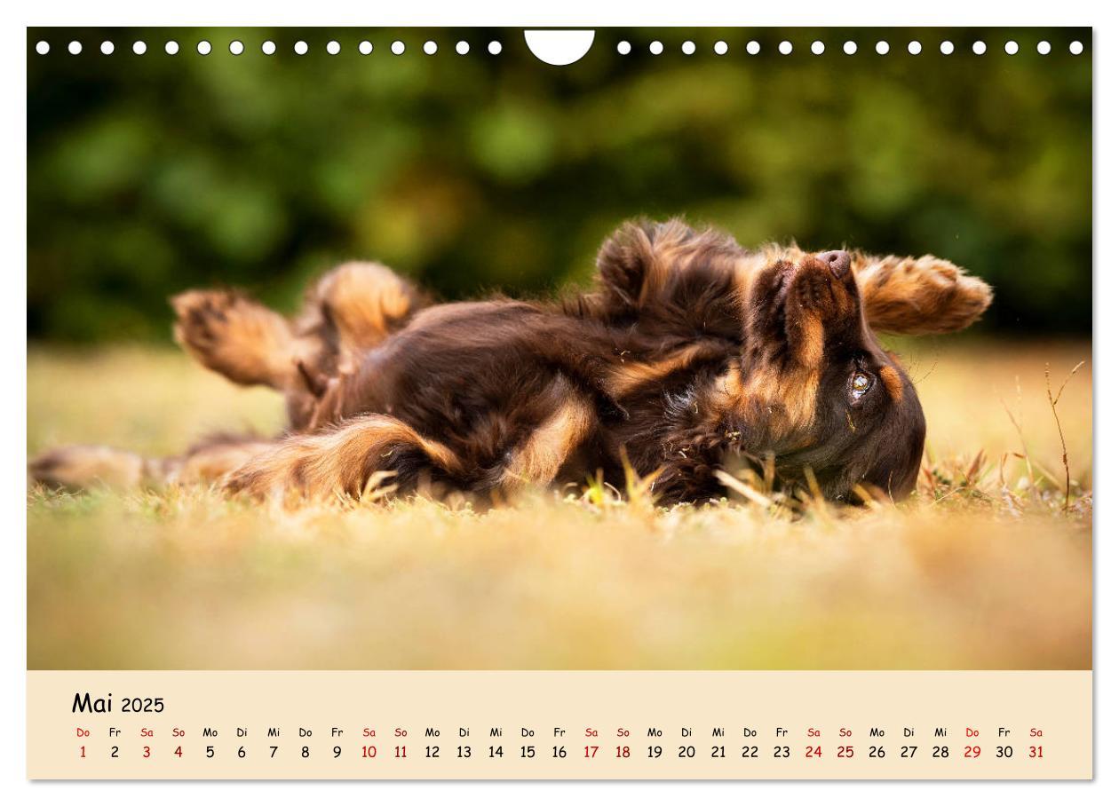 Bild: 9783435137305 | Elvis ein Engl. Cocker Spaniel wird Groß (Wandkalender 2025 DIN A4...