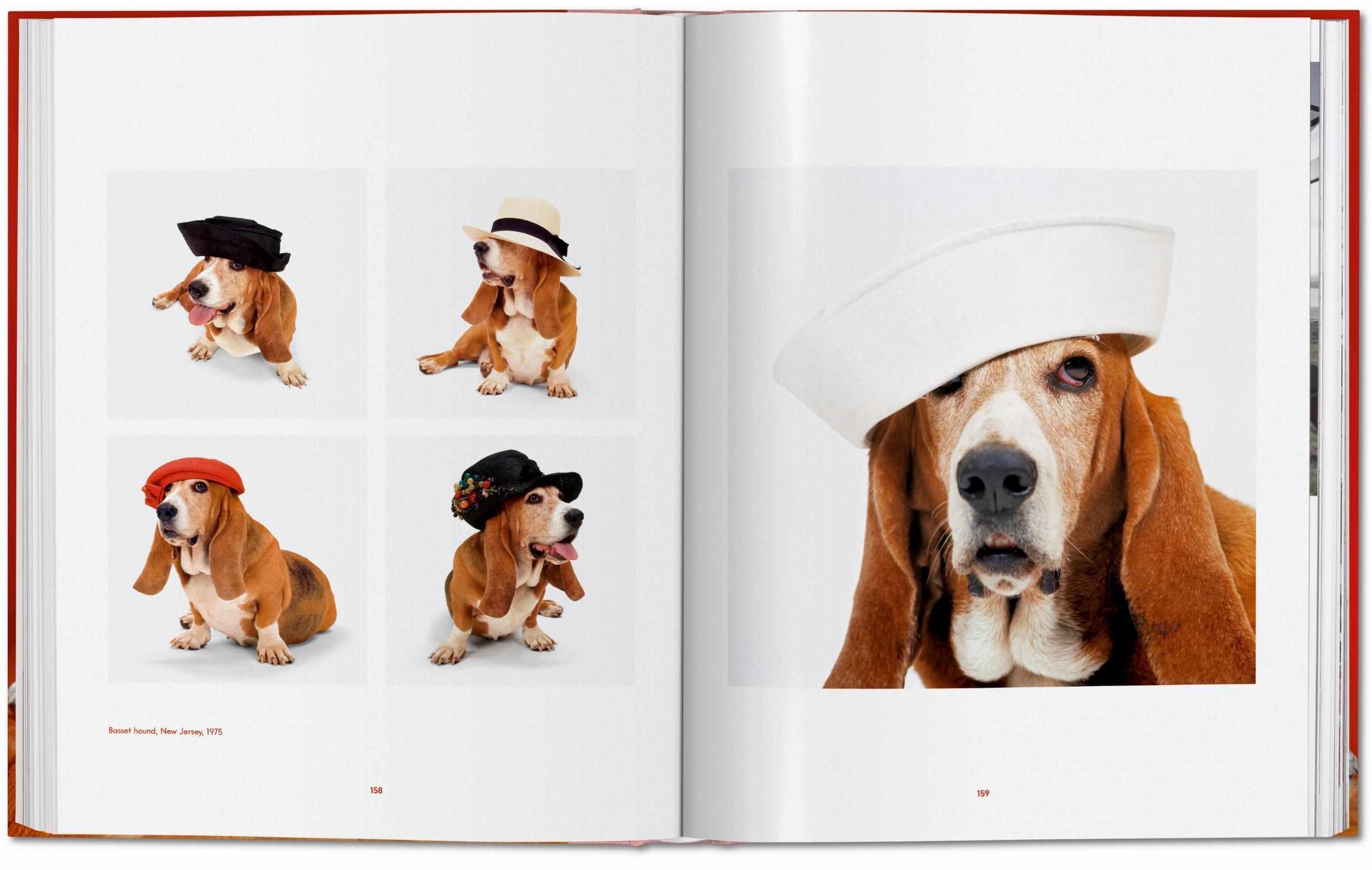 Bild: 9783836584296 | Walter Chandoha. Dogs. Photographs 1941-1991 | Reuel Golden | Buch