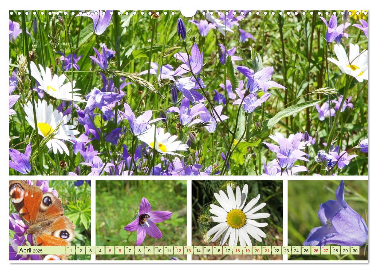 Bild: 9783435221509 | Blütenmeer am Wegesrand (Wandkalender 2025 DIN A3 quer), CALVENDO...