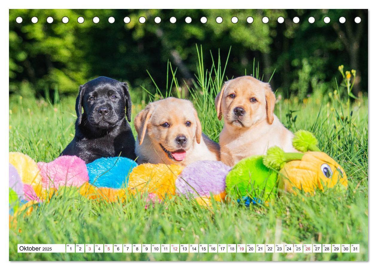 Bild: 9783435210121 | Labrador Retriever Welpen - Kleine Weltentdecker (Tischkalender...