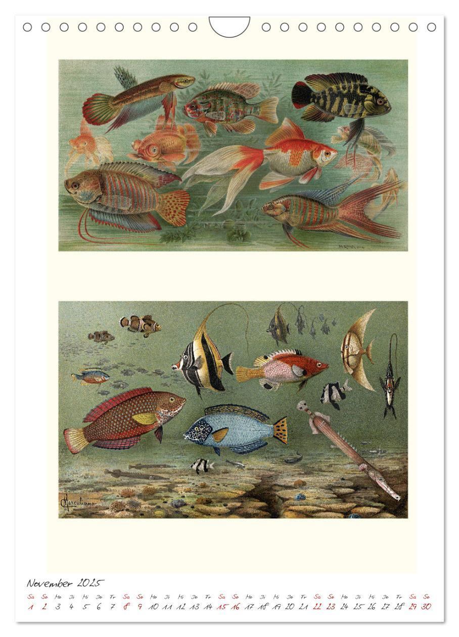 Bild: 9783435978908 | Formenspiele der Evolution. Chromolithographien des 19....