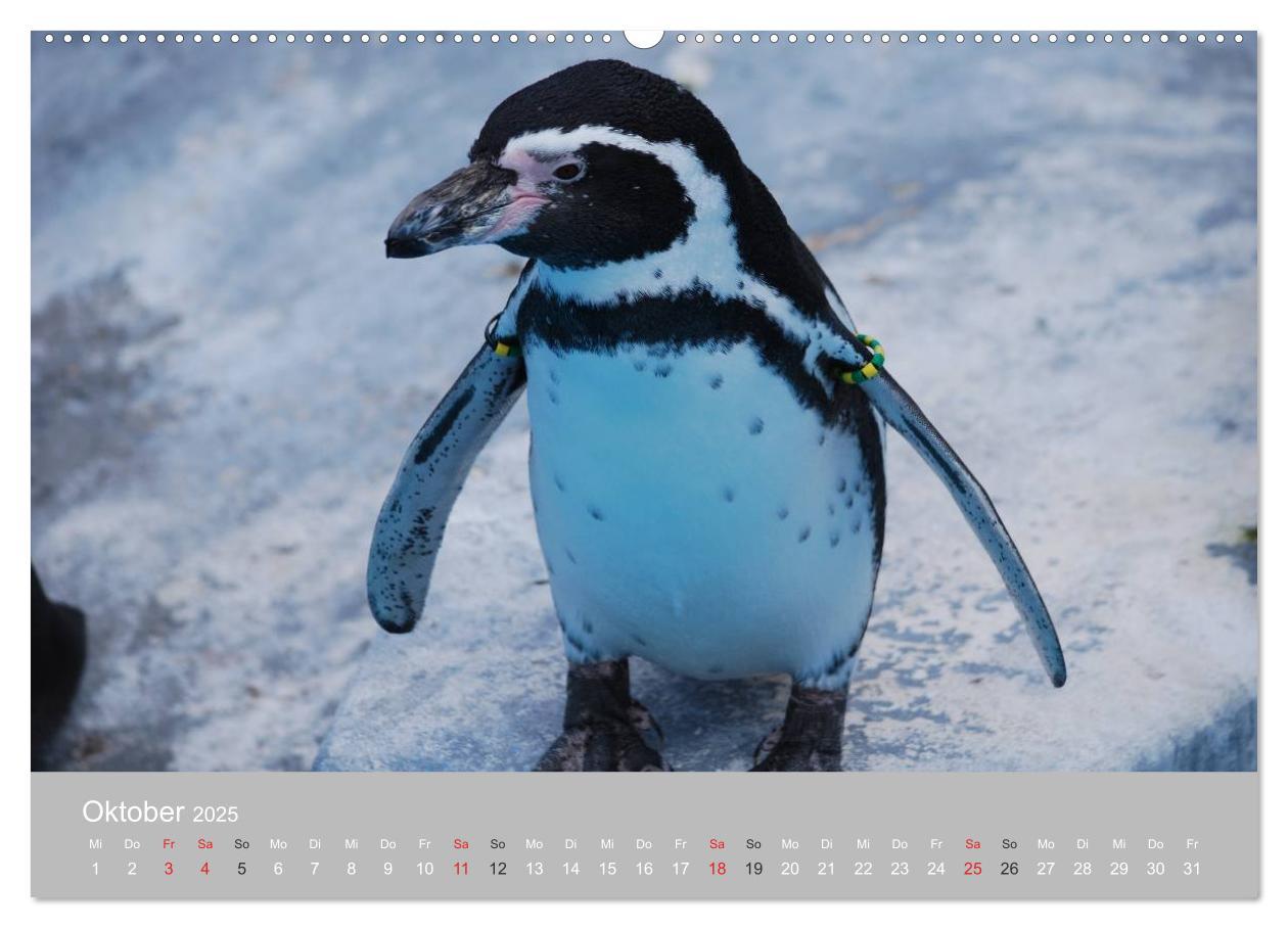 Bild: 9783435789603 | Pinguine 2025 (Wandkalender 2025 DIN A2 quer), CALVENDO Monatskalender