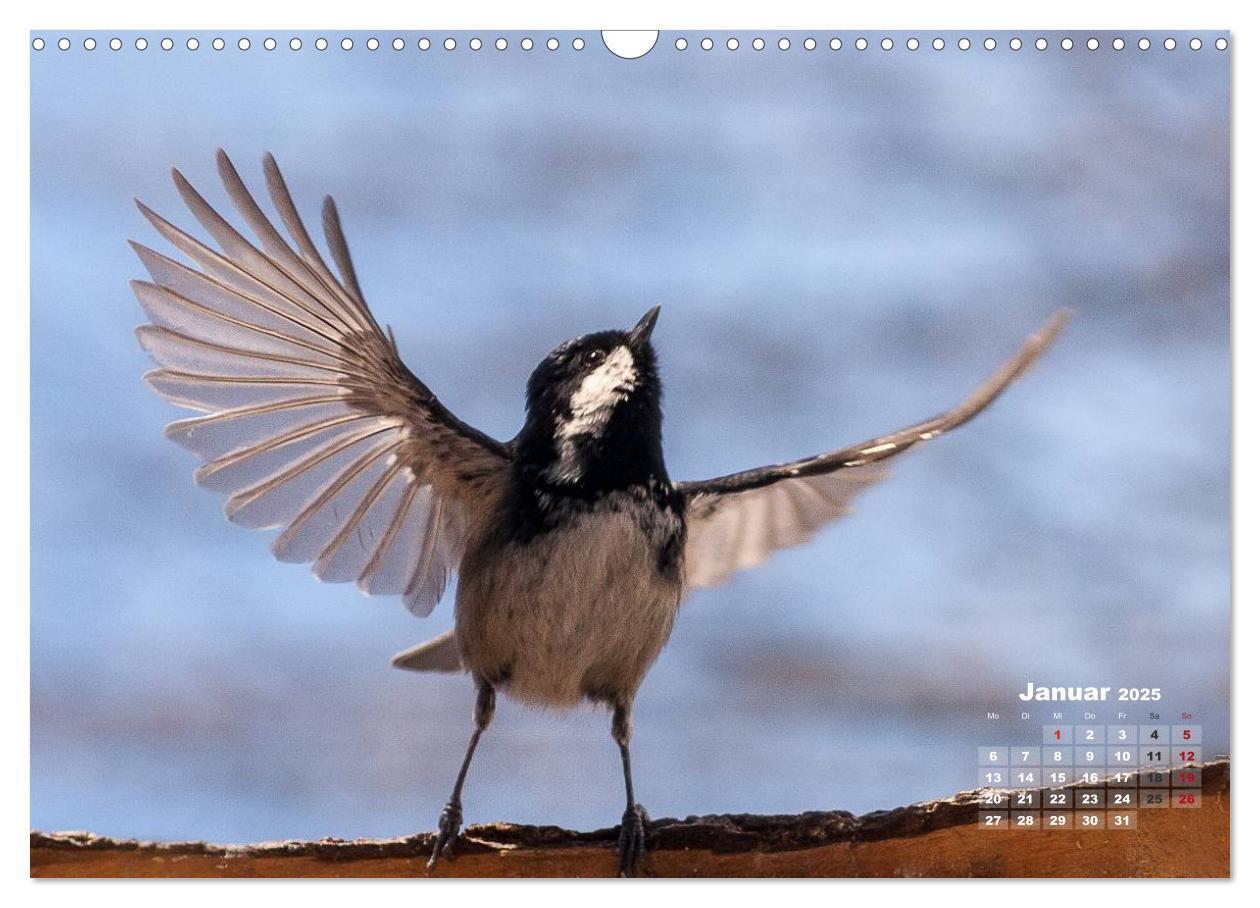 Bild: 9783435728817 | NATUR PUR - Singvögel ganz nah (Wandkalender 2025 DIN A3 quer),...