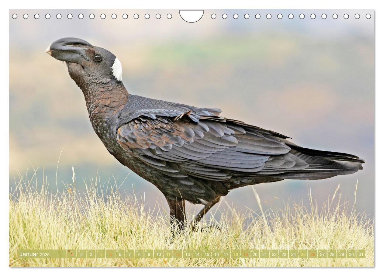 Bild: 9783383776601 | Rabenvögel: Schwarz, schlau, schön (Wandkalender 2025 DIN A4 quer),...